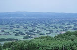 福野風景